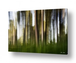 תמונות לסלון | ביער