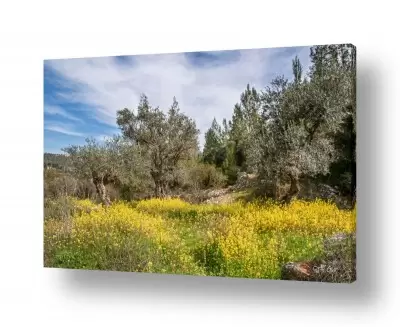 צומח עצים | חורשת אלונים 1