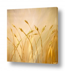 מזג אויר רוח | Blown In the Wind