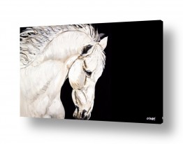 סגנונות תמונות זכוכית | Born To Be Wild 2