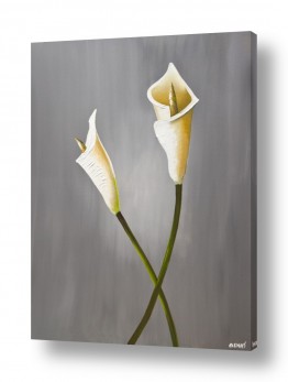 צבעים פופולארים צבע אפור | Lilies