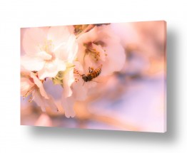 נוף מאקרו | פרחי השקד