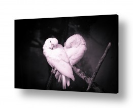 תמונות לפי נושאים כנף | love birds