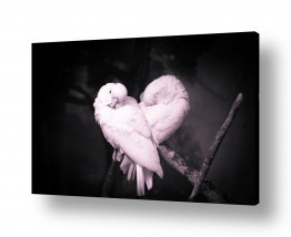 תמונות לפי נושאים גולן | love birds