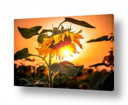 תמונות לפי נושאים דימדומים | .Sun flower