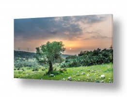 טבע ישראלי נוף | עץ בשקיעה