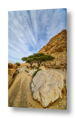 צילומים רן זיסוביץ | צמד במדבר