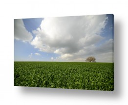 צילומים רן זיסוביץ | עץ השדה