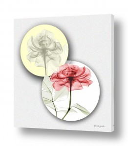 ורדים ורדים צהובים | דואט בשניים