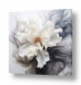 ציורים יניב גרינברג | ורד לבן