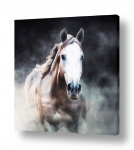 ציורים ציורים של בעלי חיים | סוס דוהר