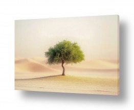 ציורים ציורים יפים על קנבס | נשימה במדבר