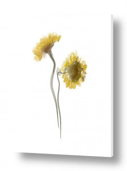 פרחים וצמחים פרחים | חמניה