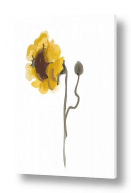 פרחים לפי צבעים פרחים כתומים | חמניה