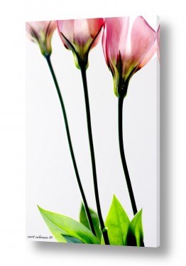 מאקרו אומנותי פרחים אומנותי | 3 צבעוני