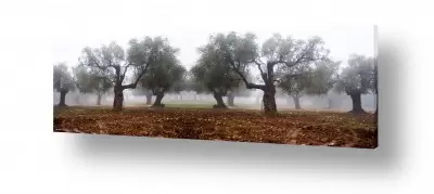 צומח עצים | ערפל בכרמל