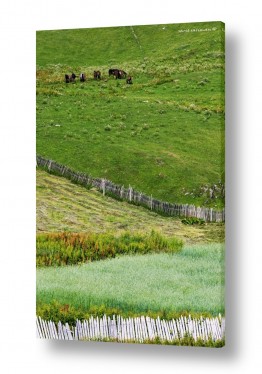 תמונות לפי נושאים דשא | ירוק שופע