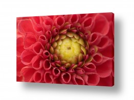 מאקרו אומנותי פרחים אומנותי | אדום