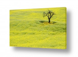 שרית סלימן שרית סלימן - צלמת טבע/מאקרו אומנותי - שדות | העץ הבודד 2
