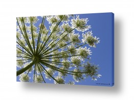 שרית סלימן שרית סלימן - צלמת טבע/מאקרו אומנותי - פרחים | כחול ולבן