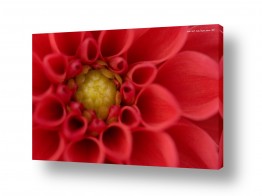 מאקרו אומנותי פרחים אומנותי | אדום וצהוב