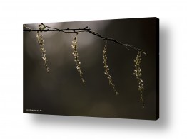 שרית סלימן שרית סלימן - צלמת טבע/מאקרו אומנותי - צמח | פנינים מהטבע
