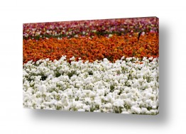 מאקרו אומנותי פרחים אומנותי | שכבות של צבעים
