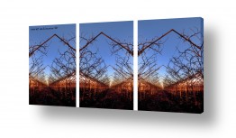 שרית סלימן שרית סלימן - צלמת טבע/מאקרו אומנותי - צמחיה | Triptych2