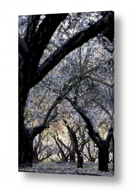 שרית סלימן שרית סלימן - צלמת טבע/מאקרו אומנותי - עץ | יער השקדיות