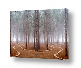 שרית סלימן שרית סלימן - צלמת טבע/מאקרו אומנותי - עצים | יער קסום צבעוני