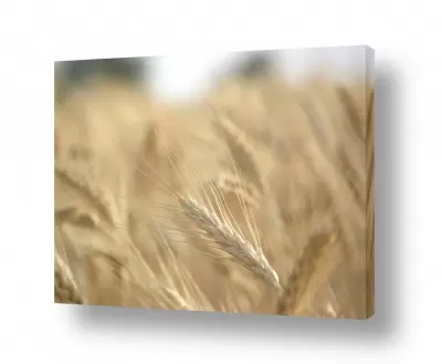 חדרים תמונות למטבח | זהב