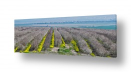 שדות, מטעים וגידולים מטעים ופרדסים | צבעי אביב