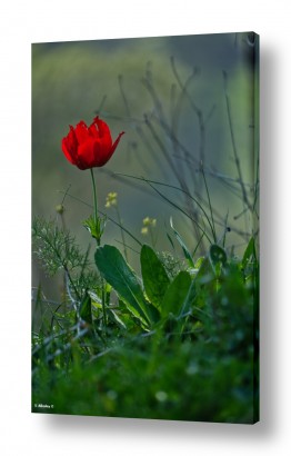 פרחים פרחים לפי צבעים | סולו