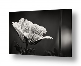 תמונות מעוצבות לסלון תמונות גדולות לסלון | טיפה