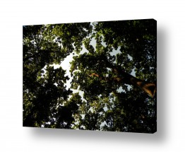 תמונות לפי נושאים רקע | פרקטל ביער