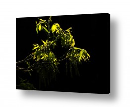 צמחים עץ | פקאן