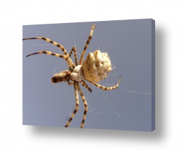 חרקים עכביש | מלתעות ברשת