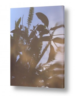 נושאים חלל ואסטרונומיה | שרך מרוח