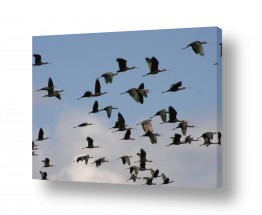 בעלי חיים - חיות עופות | המגלן המכוער