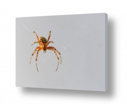 חרקים עכביש | מלכודת אווירית