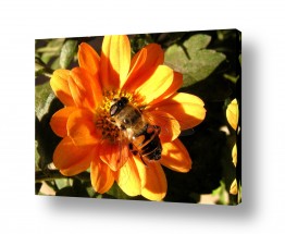 חרקים דבורים | דבורה שמנמנה