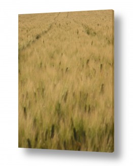 תמונות לפי נושאים חציר | שביל בשדה