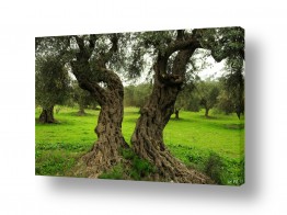 עץ עץ זית | שנים מאחד