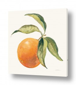 ציורים Silvia Vassileva | תפוז מהעץ