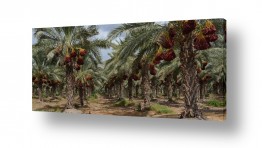 טניה קלימנקו טניה קלימנקו - צילום טבע - date palm | עצי תמר