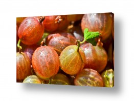 תמונות לפי נושאים gooseberry | דומדמנית (gooseberry)