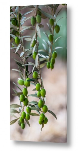 עונות השנה סתיו | תמונות במבצע | ענף של עץ זית