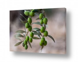 טניה קלימנקו טניה קלימנקו - צילום טבע - ישראל | ענף של עץ זית
