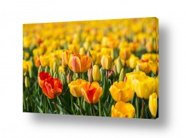 פרחים טוליפ | שדה צבעונים בהולנד