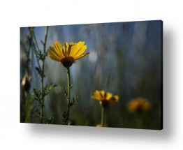 תמונות לפי נושאים דשא | פרח צהוב בעשב